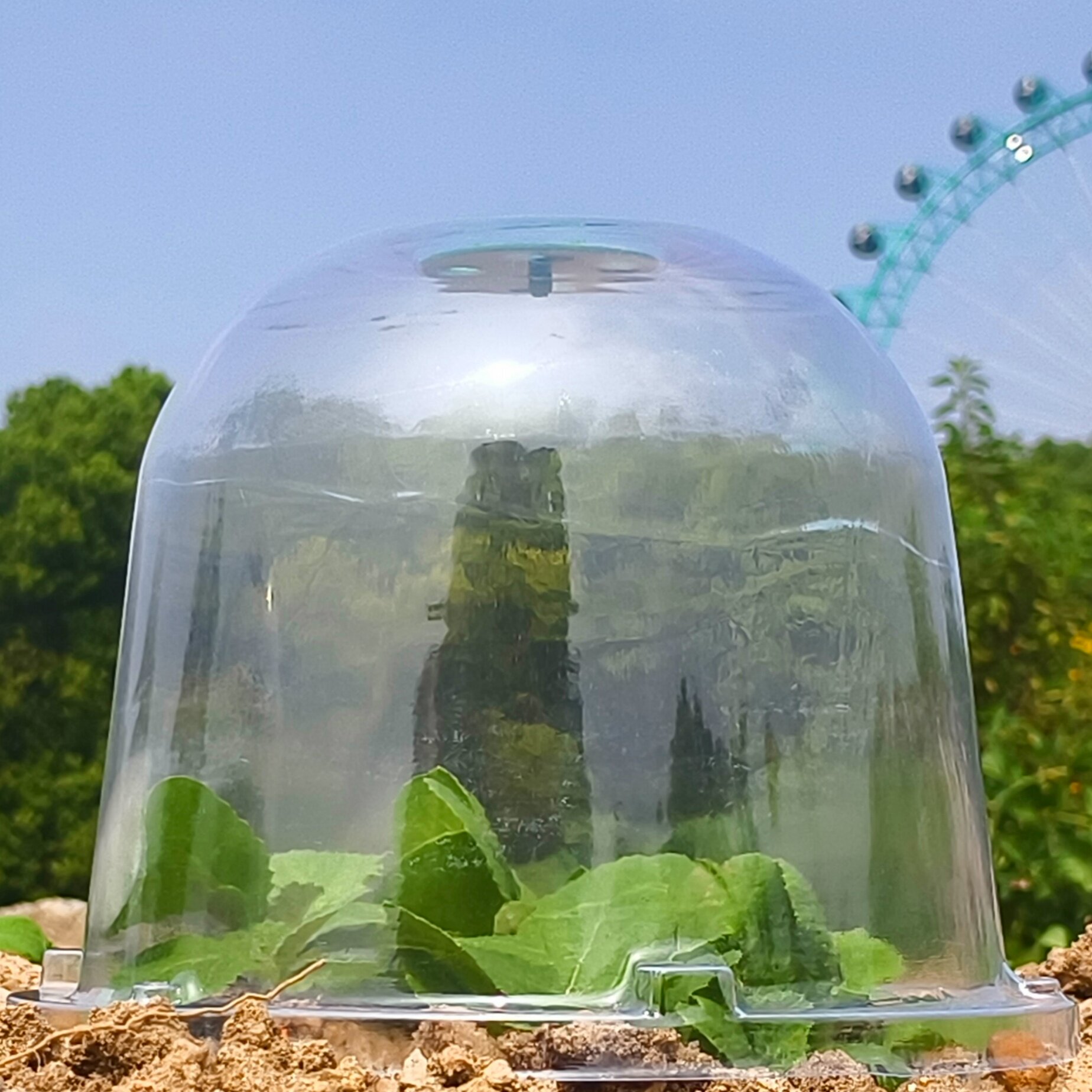 中号2620植物育苗罩加仑盖透气保护罩保温闷养园林花卉幼苗防霜冻