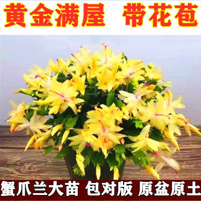 蟹爪兰阳台室内四季开花带花苞