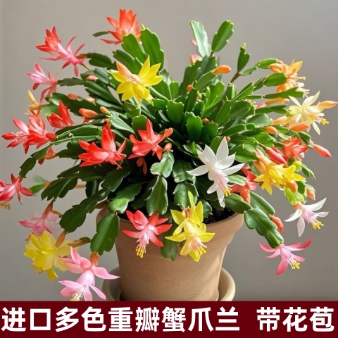 进口蟹爪兰盆栽多色四季开花