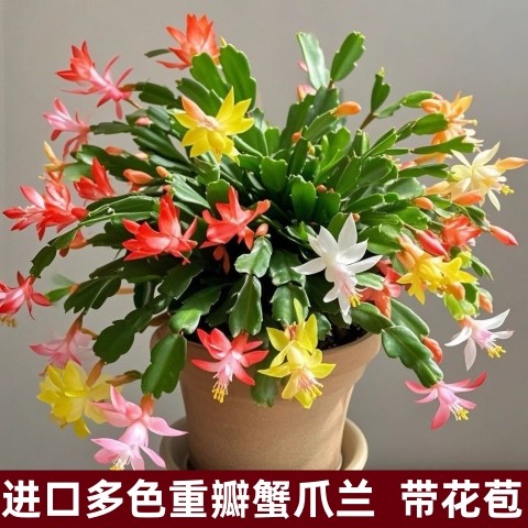 进口蟹爪兰盆栽多色四季开花