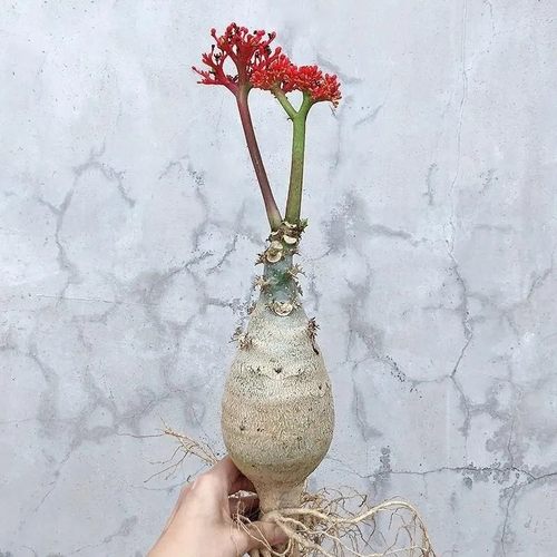 热销开花植物 佛肚海棠块根植物观花佛肚树多肉植物老桩盆栽