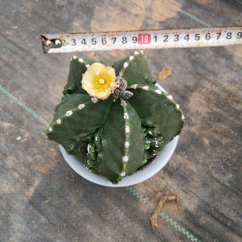 鸾凤玉大盆五角白沙和琉璃开花仙人球稀有绿植室内防辐射盆栽花卉