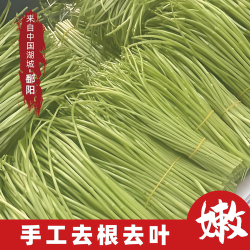 江西特产鄱阳湖新鲜藜蒿现摘去叶黎蒿当季芦蒿蓠蒿小炒腊肉泥蒿
