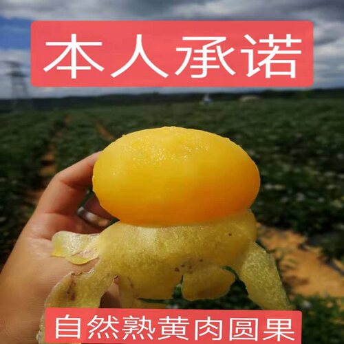 人参果新鲜水果圆果黄肉自然熟