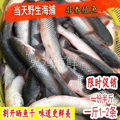 野生鲜活海梭鱼红眼鱼 梭子鱼 鲻鱼 新鲜乌头连云港海鲜水产 海鱼