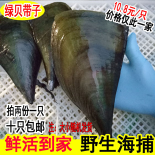 绿贝鲜活带子新鲜野生海带子大绿贝绿甲烧烤食材海鲜水产鲜活贝类