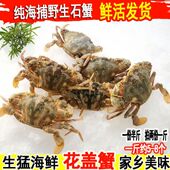 石蟹野生花盖蟹鲜活石扎蟹 新鲜花梭子蟹海螃蟹花蟹青蟹海鲜水产