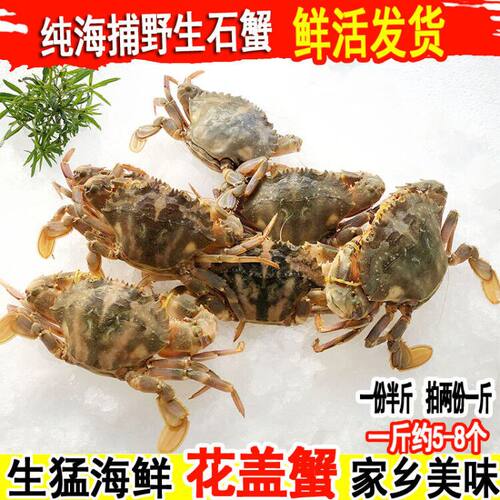 石蟹野生花盖蟹鲜活石扎蟹 新鲜花梭子蟹海螃蟹花蟹青蟹海鲜水产