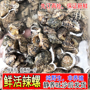 野生鲜活苦螺海螺辣螺新鲜无沙青螺海捕海鲜活体发货水产拍2份1斤