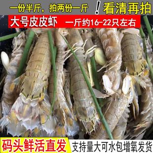 鲜活皮皮虾海鲜大咖专用野生琵琶虾虾爬子海鲜新鲜 虾婆濑尿虾活