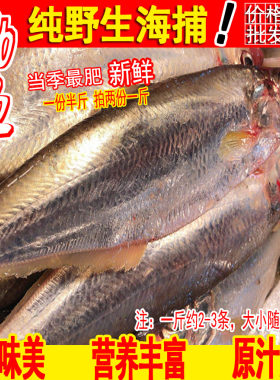 新鲜野生白鳞鱼鳓鱼新鲜野生深海冰鲜生鲜码头直发一斤2-3条左右