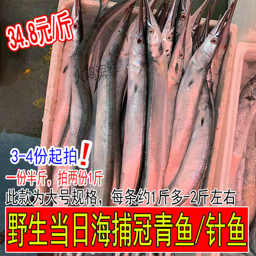 冠青鱼针良鱼绿针鱼大号新鲜鲜活