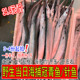 大号新鲜冠青鱼针良鱼鲜活绿针嘴鱼针鱼青针鱼拍2份1斤 4份起拍