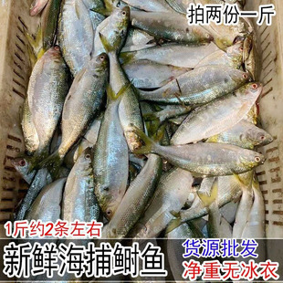 新鲜超大鲥鱼鲜活海鲫鱼1斤约2条海鱼类海鲜水产拍2份1斤顺丰包邮
