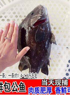 新鲜包公鱼黑包公鲷鱼鲜活海鱼花尾胡椒鲷海鲜水产1条 1.4--1.6斤