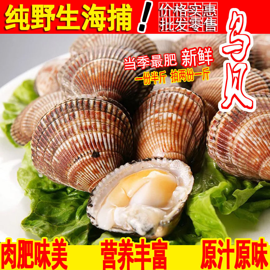 连云港鲜活海鲜鸟贝鲜活鸟蛤新鲜贝类拍两份一斤鸟贝刺身白贝鸟贝