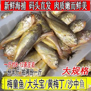 新鲜大号梅童鱼梅子鱼大头宝肉质嫩冰鲜鲜活1斤约8--12条海鲜水产