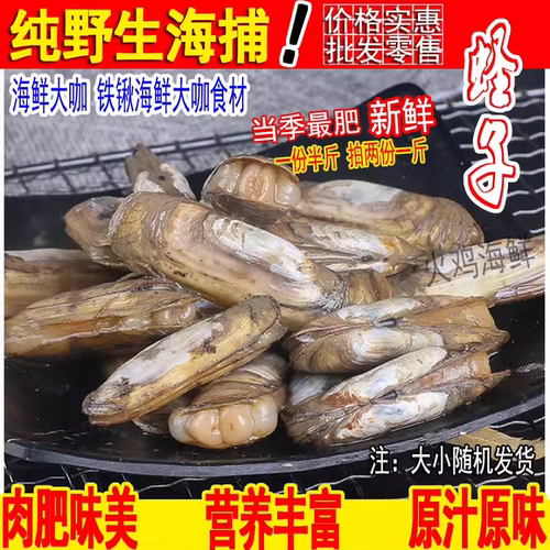 大蛏子双头蛏鲜活新鲜