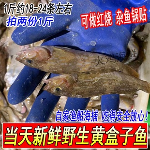 新鲜小黄盒子冰鲜鱼黄斑鱼拍2件1斤鲜活海鲜水产1斤约18-24条油炸
