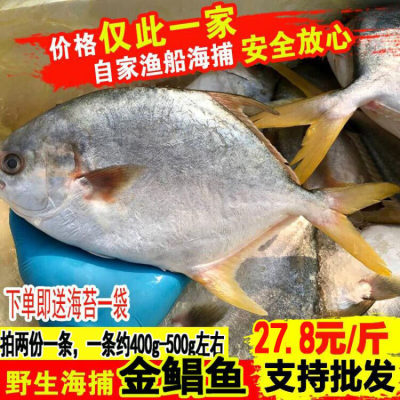 金鲳鱼新鲜鲜活大平鱼野生扁鲳鱼银鲳鱼现捞海鲜海鱼海鲜水产500g