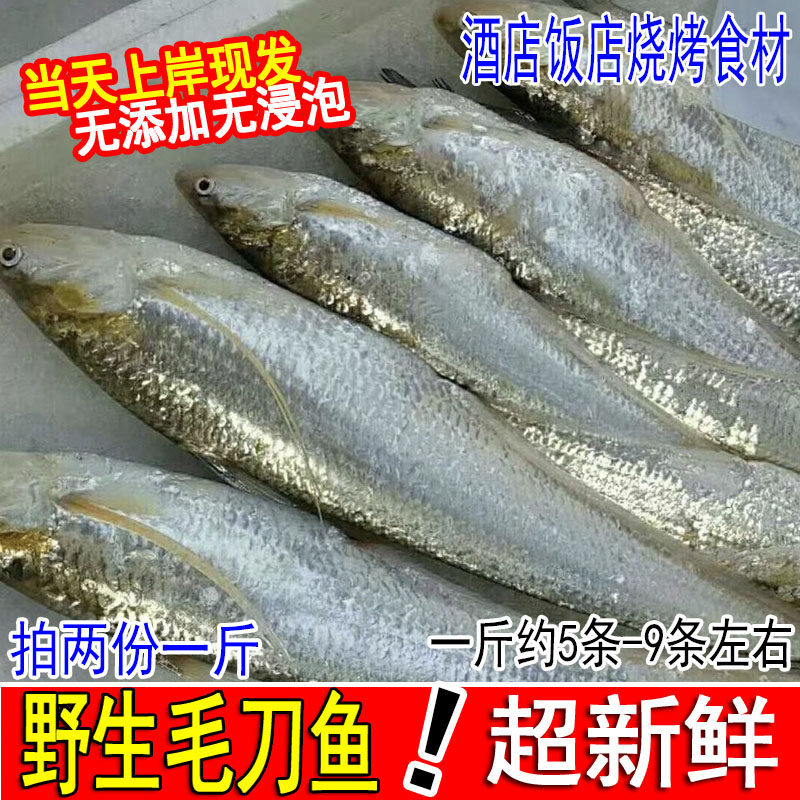 新鲜超大毛刀鱼野生海刀鱼旗鱼刨花鱼鲜活凤尾鱼1斤5-9条海鲜水产