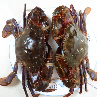 野生大红腿鲜活赤甲红螃蟹新鲜石夹红火燎蟹子海蟹连云港海鲜水产