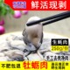 新鲜生蚝肉野生牡蛎肉鲜活生蚝乳山杜蛎海蛎子大生耗当天现剥刺身