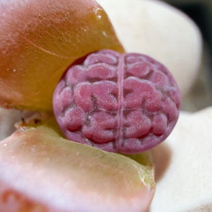 6053豹纹脑球体阿克