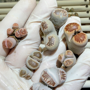 6361母本菊怪肚脐眼群生缀化秒杀