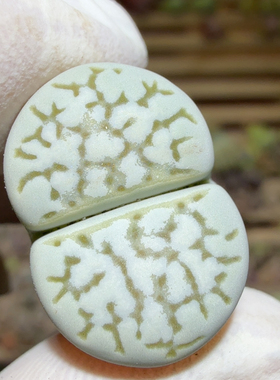 7386变异退化糖霜绿寿力尺寸2cm