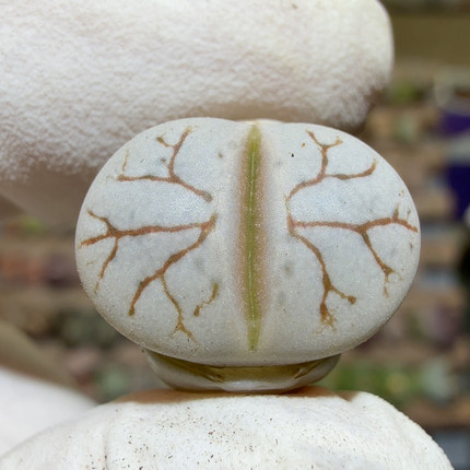 5775雪岚玉闪电纹优选尺寸1.5