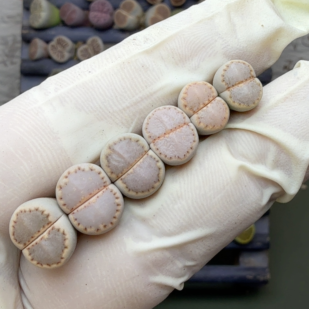 593缺水净窗饼干小睫毛纹秒杀