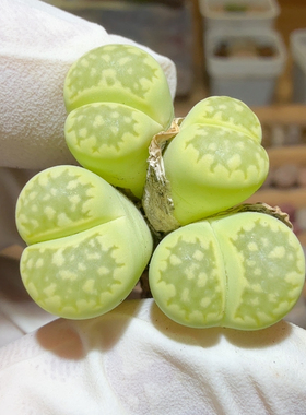 7871群生手捧花荧光色孔雀石