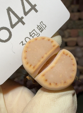 6644 饼干母本171 尺寸2cm