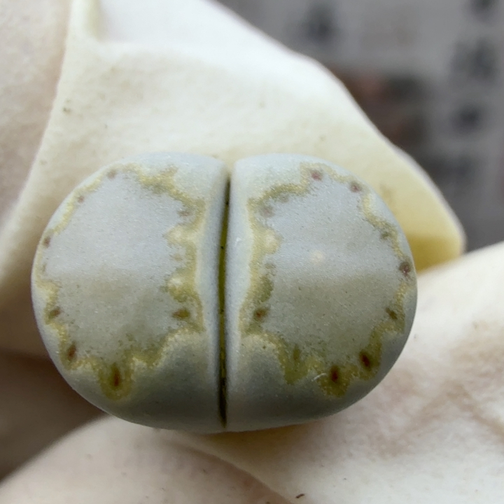 8208抹茶绿饼干福利