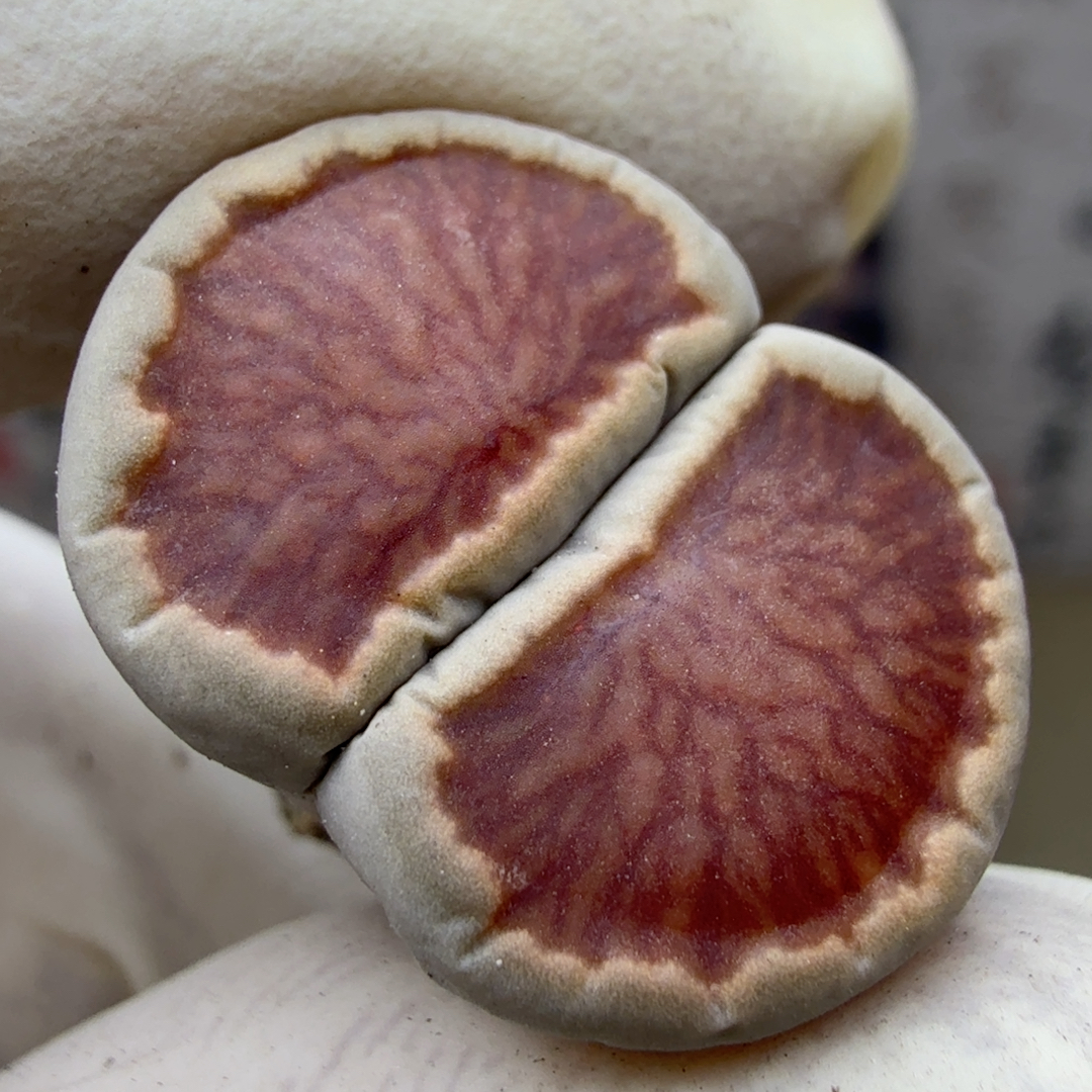 7894红莲花血管菊秒杀