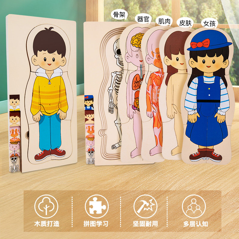 儿童科普人体结构幼儿园益智玩具