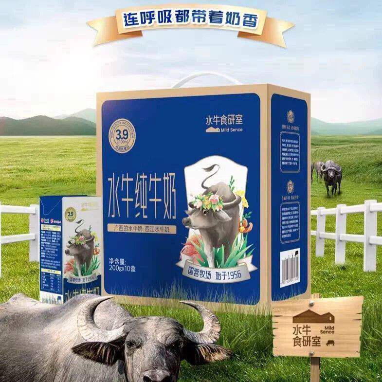 1月产西江乳业水牛纯牛奶200g*10盒3.9g优质蛋白奶香醇厚早餐乳品