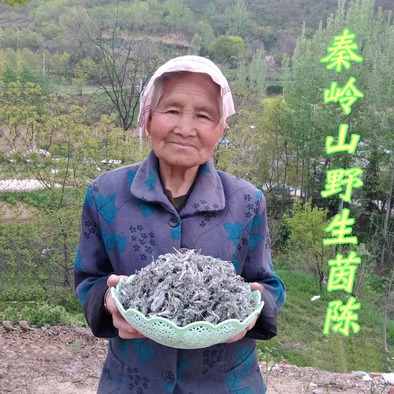 野生三月新鲜茵陈秦岭2025年新货白蒿好绵茵陈泡茶中药材绒蒿干货