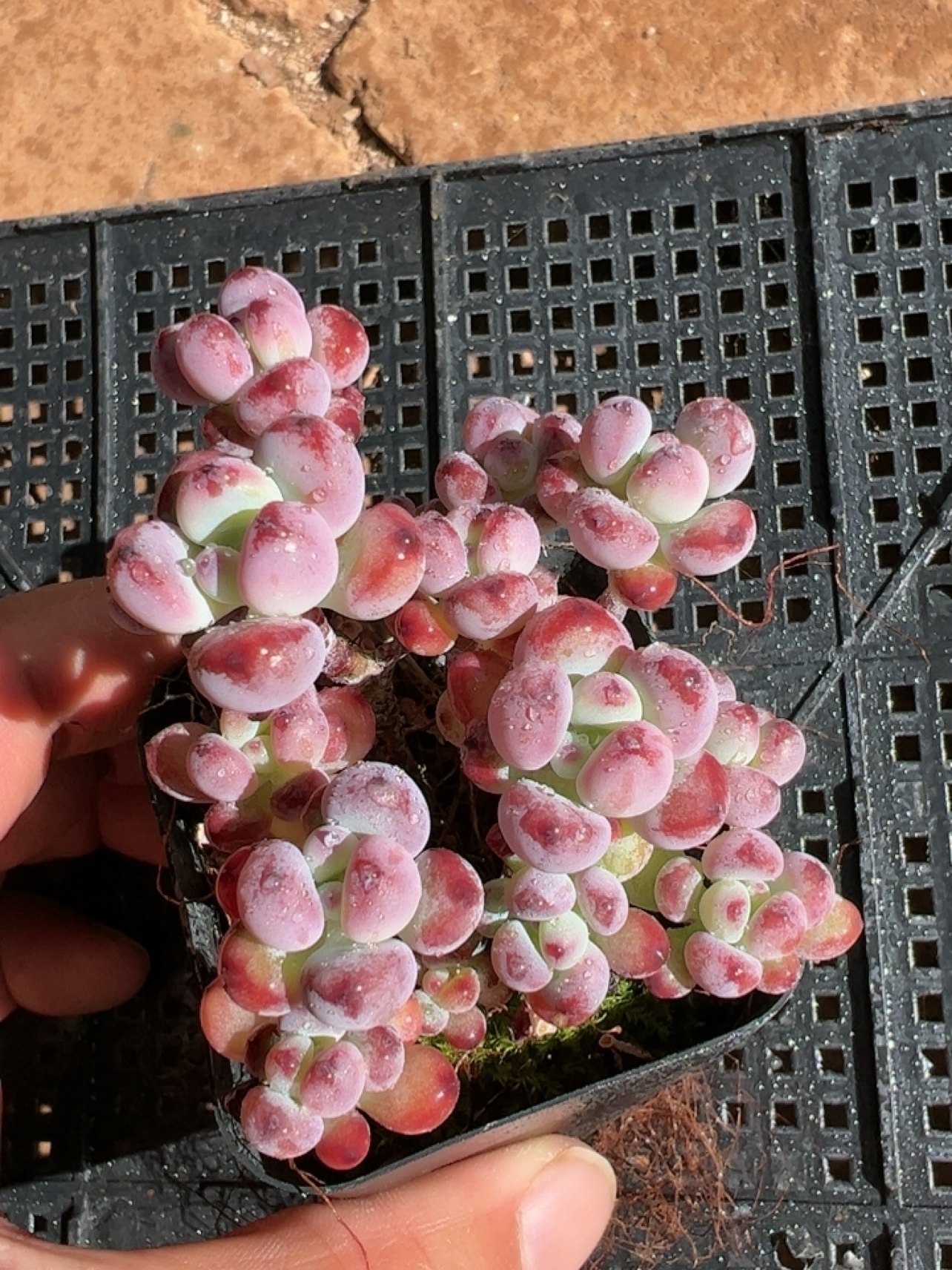 多肉植物云南精品老桩群生控养圆滚滚多肉植物汤姆漫画（散群）