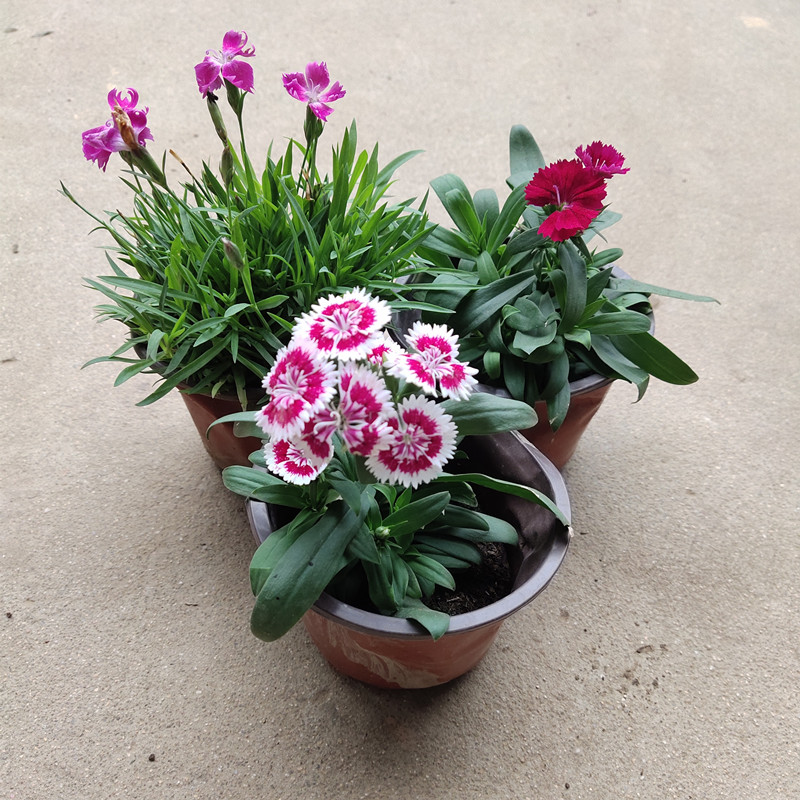 欧石竹花苗庭院阳台盆栽带花苞原土原盆四季好养植物花卉绿化耐寒