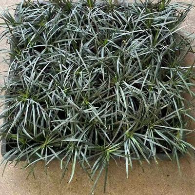 矮麦冬草庭院玉龙草花园别墅