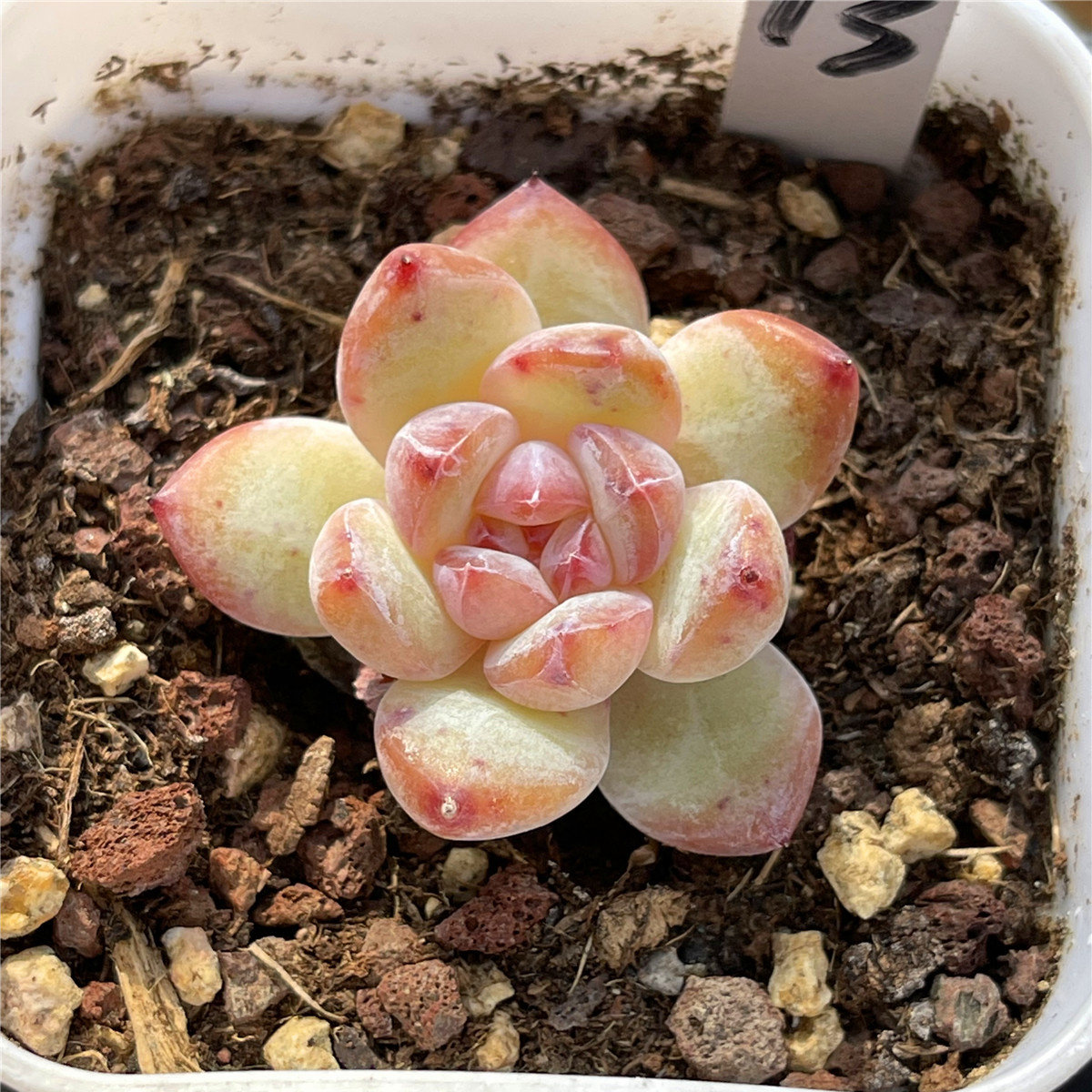 蔓越莓红边凌影雪莲杂交肉丝多肉植物一物一拍