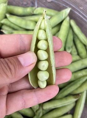 新鲜甜嫩露天农家老品种青豌豆荚自然农法轻食高端蔬菜无化肥农药