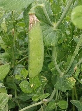 新鲜甜嫩露天农家老品种青豌豆荚自然农法现摘现发蔬菜无化肥农药