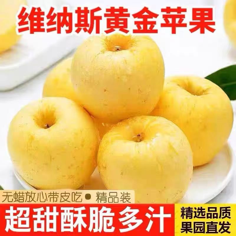 正宗煙臺黃金維納斯蘋果新鮮水果黃金蘋果奶油丑蘋果孕婦綠色包郵