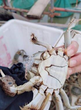 洪湖大闸蟹鲜活螃蟹不绑绳水