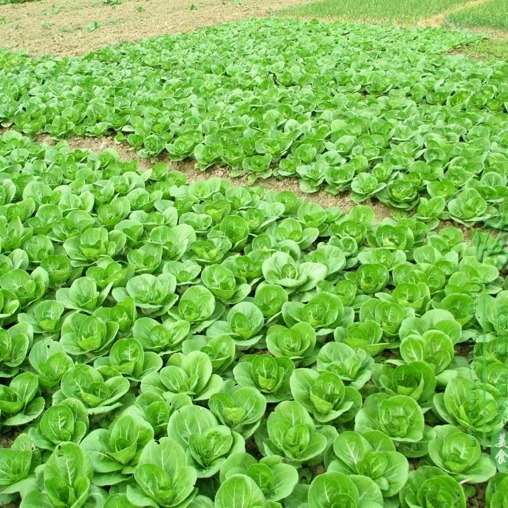 安徽农家自种新鲜青菜矮脚露天