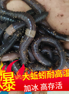 特大号蚯蚓臭蚯蚓广西黑蚯蚓下黄鳝钓鱼红鲳鱼叉尾鲜活鱼饵便宜