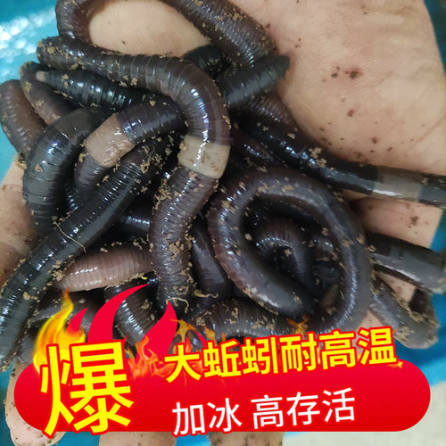 特大号蚯蚓臭蚯蚓广西黑蚯蚓下黄鳝钓鱼红鲳鱼叉尾鲜活鱼饵便宜